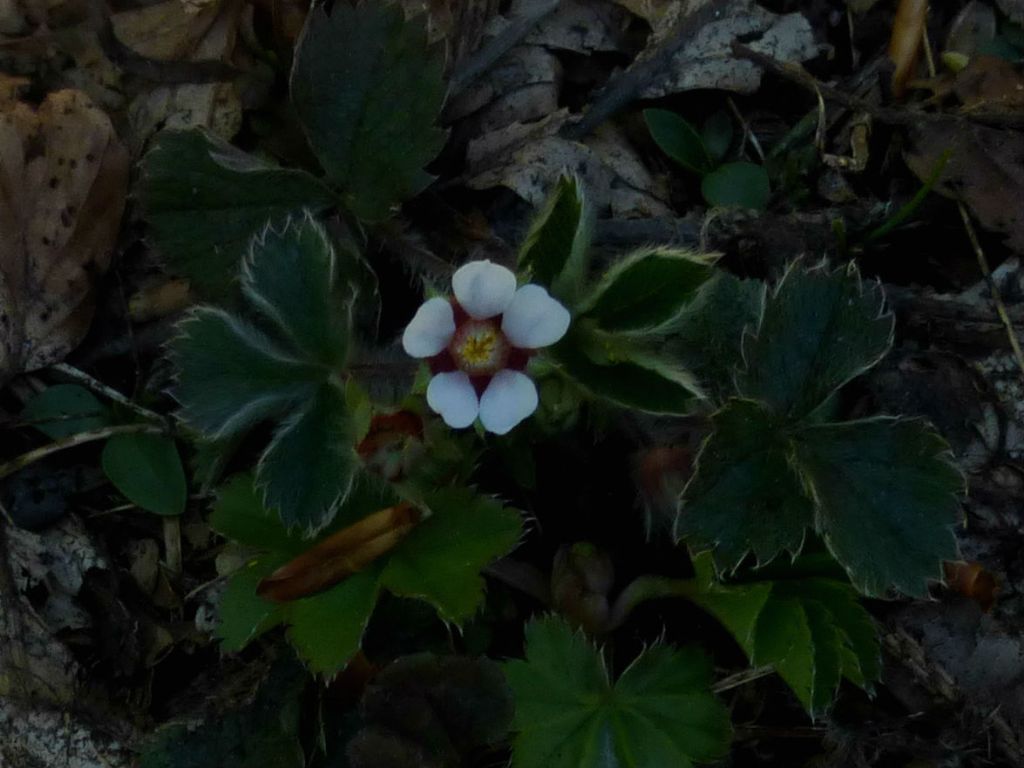 Potentilla micrantha